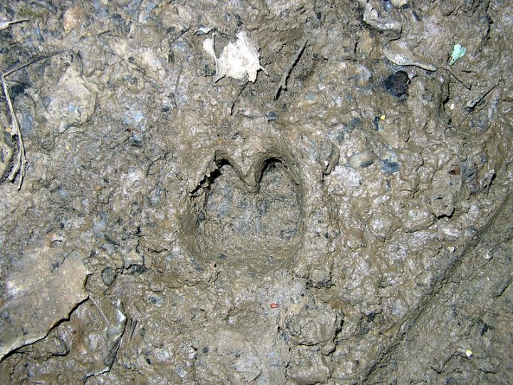 2011 07  Myco bois des Plainvaux 11